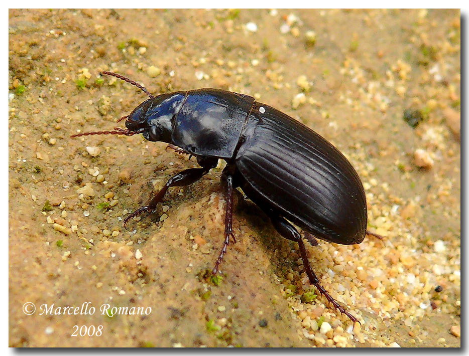 Zabrus ignavus (Carabidae) dalla Sicilia meridionale